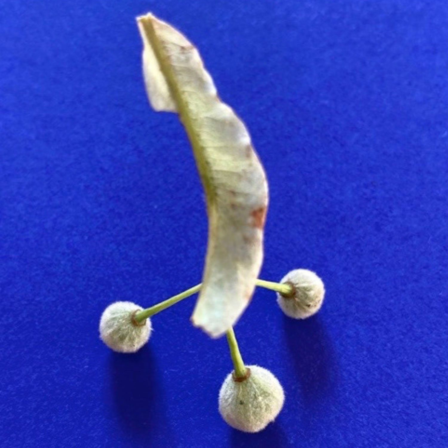 Des arbres pour rêver demain - par Sylviane et Daniel Musy